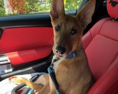 Hey hey! I m Scat the wild child of the crew . I ve got energy for days and a real talent for climbing on furniture like it s my personal playground. If there s a toy around, you better believe I m chasing it, tossing it, or showing it who s boss. I want all the attention! As soon as I know you re not occupied, I ll come love on you and keep you company. Even with all my playful energy, I m als...