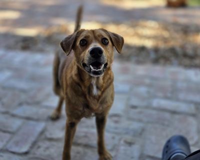 Meet Nita, the little brown dog who is so much more than meets the eye. At just 2 years old, she is a walking, wagging bundle of pure joy. Nita wakes up every morning ready to take on the world tail wagging, eyes sparkling, and heart wide open. Her happy energy doesn t fade; it carries her through the entire day, spreading sunshine to everyone lucky enough to be near her. Nita adores her toys a...