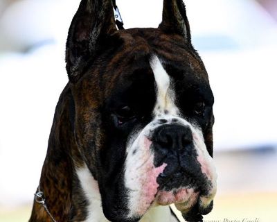 European Boxer Puppies