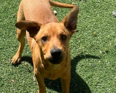 Seth - Labrador Retriever & Cattle Dog Mix Male Dog for Adoption