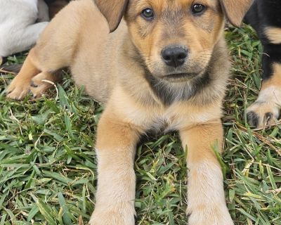 Meet Otis! Otis is a sweet, cuddly little pup whos guaranteed to steal your heart. He loves being close to his humans, curling up for naps, and showing off his playful puppy charm. Gentle, curious, and full of love, Otis lights up any room hes in. Hes hoping for a forever family who will cherish him, guide him, and let him be their loyal little sidekick. If youre looking for a loving companion ...