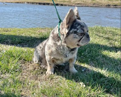 1 Male and 1 Female French Bulldog Puppies for Sale