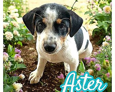 Aster - Australian Shepherd/Mixed Breed (Medium) Mix Male Puppy for Adoption