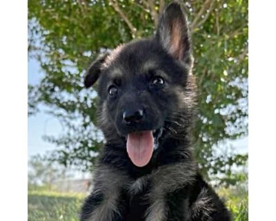 Avril LLD - German Shepherd Dog Female Puppy for Adoption