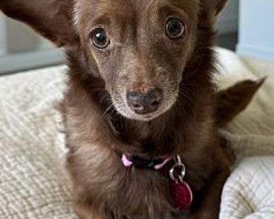 Lyanna - Chihuahua/Dachshund Mix Female Dog for Adoption