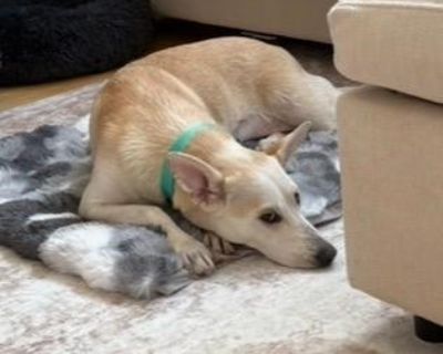 Rosie - Shepherd Mix Female Dog for Adoption