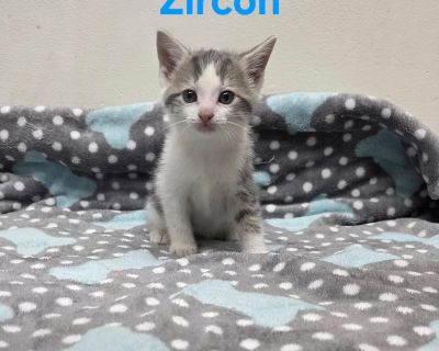 Zircon and his siblings were tossed in a dumpster when they were just a few days old. Their mama Pearl worked so hard to keep them safe until a kind person discovered the little family. The kittens (and mom!) are now ready for adoption! They're precious, perfect little kittens, healthy and friendly and starting to play. While it's not required to adopt them in pairs, if you work away from home ...