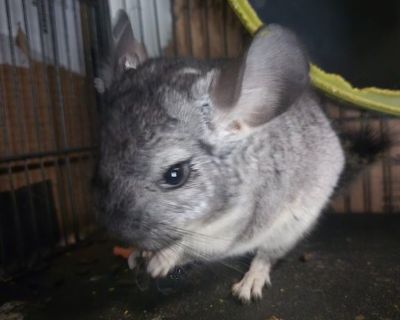 Baby Chinchilla