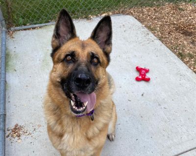 Momma - German Shepherd Dog Female Dog for Adoption