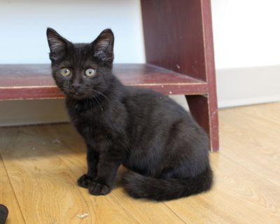 Berry - Domestic Short Hair Male Cat for Adoption