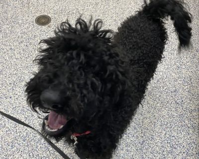 Gecko - Standard Poodle Male Dog for Adoption