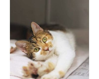 Ivory - Domestic Shorthair/Domestic Mediumhair Mix Female Cat for Adoption