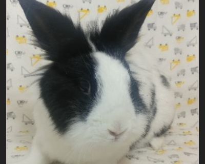 Hamrick - Male Young Rabbit for Adoption