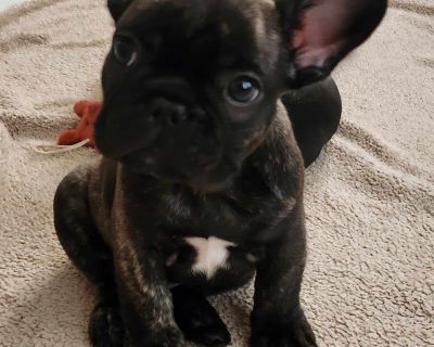 2 Male and 1 Female French Bulldog Puppies for Sale