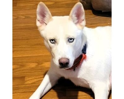 Delta - Alaskan Klee Kai/Mixed Breed (Medium) Mix Female Dog for Adoption