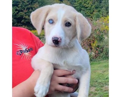 CT Tsunami - Catahoula Leopard Dog/Husky Mix Female Puppy for Adoption