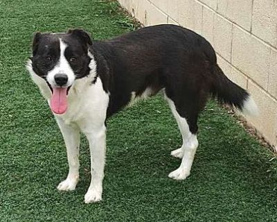 Kirby - Border Collie Male Dog for Adoption