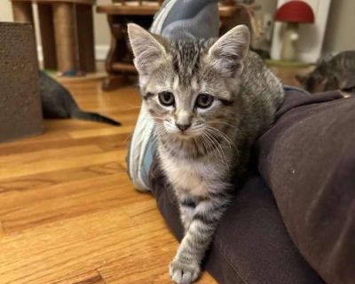 Child. Gray, blue or silver tabby. Hair: short. Mini Cooper was born the runt of her litter, but this tiny girl has now caught up with her siblings. She immediately starts purring when her foster mom enters the kitten nursery and runs over for affection. Mini Cooper likes to hang out in her foster mom's lap when she gets tired out from playing. She is slowly being introduced to the dog in her f...