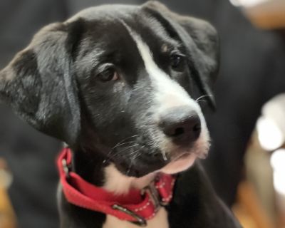 Captain America - Coonhound & Border Collie Mix Male Puppy for Adoption