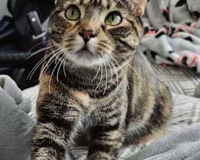 Daisy - American Shorthair Female Cat for Adoption