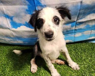 Briar FJ - Border Collie/Mixed Breed (Medium) Mix Male Puppy for Adoption