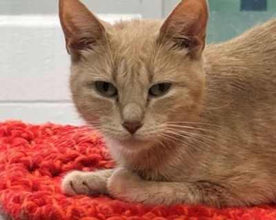 Lou Lou - Domestic Shorthair Female Cat for Adoption