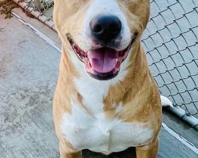 Bear - Pit Bull Terrier & Husky Mix Male Dog for Adoption