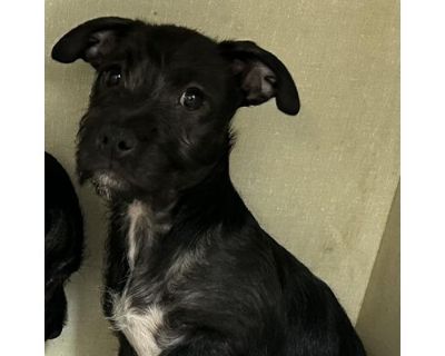 Jill - Border Terrier/Labrador Retriever Mix Female Puppy for Adoption