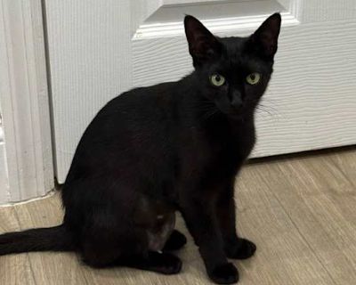 Indie - Domestic Shorthair Female Cat for Adoption