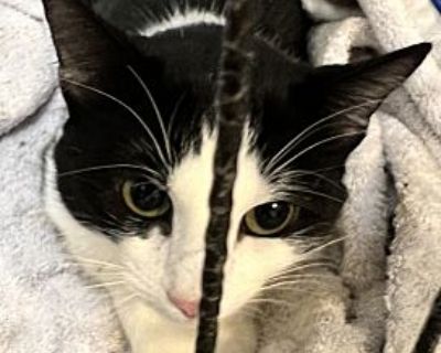 Taz - American Shorthair Male Cat for Adoption