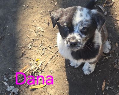 Dana is a great pup. She will make a perfect family addition. Currently she is home fostered in Port Huron Michigan She is 8 weeks old. Adoption fee is $425 Please text or call 586-855-6120 for more information on adopting. Characteristics Affectionate, Friendly, Playful, Smart Coat length Short Health Vaccinations up to date.. Puppy Female Large Black , White / Cream