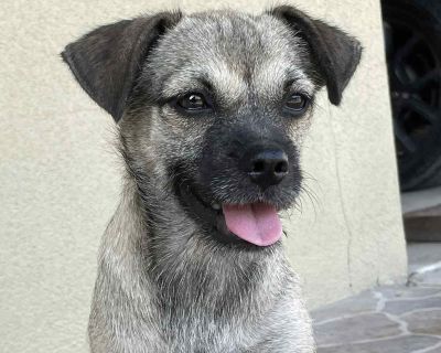 Meet Roma, an adorable 9-month-old chihuahua * pug mix with a heart as big as her bouncy personality! Roma is a unique mix of pug charm and spunky energy she has the classic pug colouring and just the right amount of smooshy face (without the respiratory issues that can come with the breed), but with longer legs and an irresistibly curly tail that adds to her cuteness. At first, Roma can be a l...
