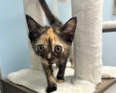 Eden - Domestic Shorthair Female Kitten for Adoption