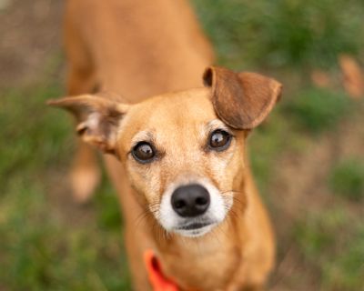 Krissy - Chihuahua & Dachshund Mix Female Dog for Adoption