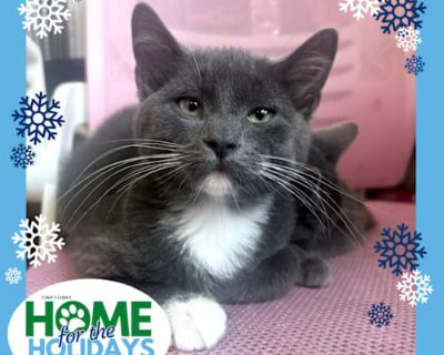 Come meet me and 100+ of my adoptable friends at Louie's Legacy Animal Rescue's MEGA adoption event, Home for the Holidays! Saturday, November 22nd, 2025 at Woodbridge High School in Woodbridge, NJ from 11am - 3pm! Meet Bunkaroo! Bunkaroo is a 2-month-old, 2.6 Ib, gray Manx-domestic shorthair mix with adorable white feet and chest. He is the largest of his siblings and loves to cuddle up to his...