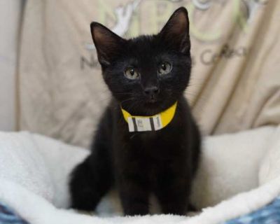 Drake - Domestic Mediumhair Male Kitten for Adoption