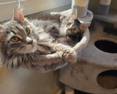 Maine Coon Kittens - Maine Coon Male & Female Kitten For Sale