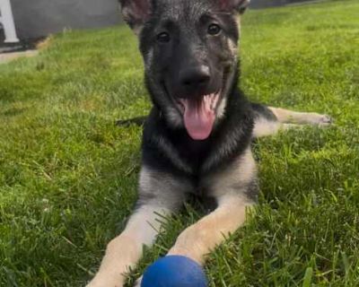 Grimace - German Shepherd Dog/Belgian Malinois Mix Male Dog for Adoption