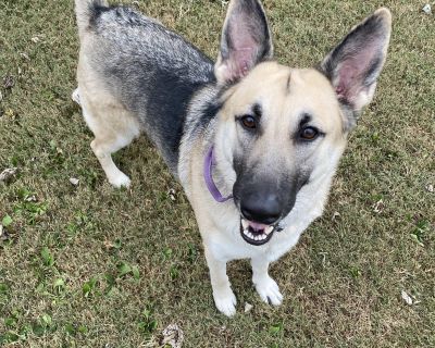 Maylene (CAT FRIENDLY!!) - German Shepherd Dog Female Dog for Adoption