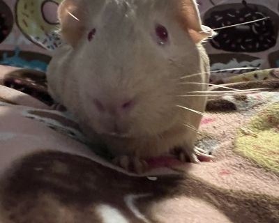 Towe - Guinea Pig Male for Adoption