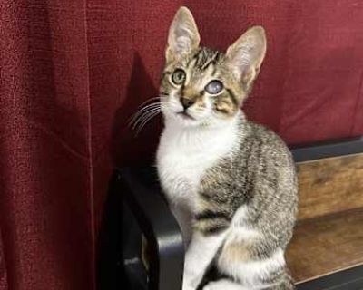 My pet is 7 months old i saved him from the street when he was a baby and i cannot keep him anymore because i am pregnant and live in a small studio.. Good with kids Good with dogs Not good with cats Shots current Housetrained. Breed Domestic Mediumhair Color Gray or Blue (Mostly) Age Young Sex Male Pet ID 7753685 Hair Length medium