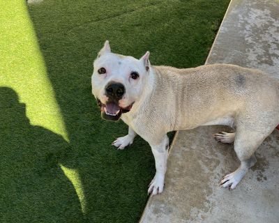 Meet Lily, a 4-year-old gentle soul with a heart full of love and a story of quiet resilience. Found alone and pregnant on the streets, Lily never gave up. With the care of a devoted foster family, she safely delivered and raised a healthy litter of puppies each of whom has since found a loving home. Now it s Lily s turn! She s the total package: dog-friendly, house- and kennel-trained, and wal...