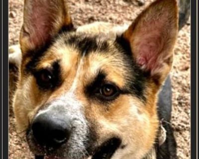 Loves his toys - Australian Shepherd / German Shepherd Male Puppy