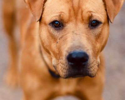 Dewey - Shar-Pei & Pit Bull Terrier Mix Male Dog for Adoption
