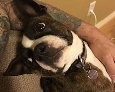 Chi-chi - Boston Terrier Female Dog for Adoption