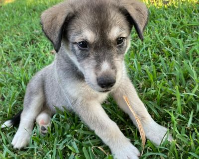 Sunni - Husky Mix Female Puppy for Adoption