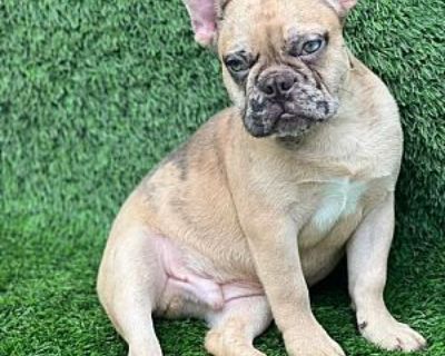 Captain Kirk - French Bulldog Male Puppy for Adoption