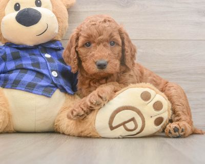 CAYENNE - Mini Goldendoodle Female Puppy for Sale