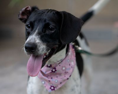 Marcy - Cattle Dog Mix Female Dog for Adoption