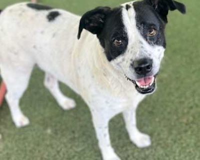 Darla - Australian Cattle Dog/Rat Terrier Mix Female Dog for Adoption